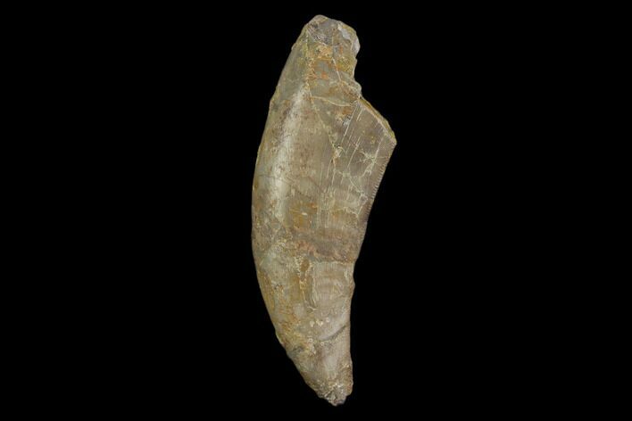 Allosaurus Tooth - Colorado #130482